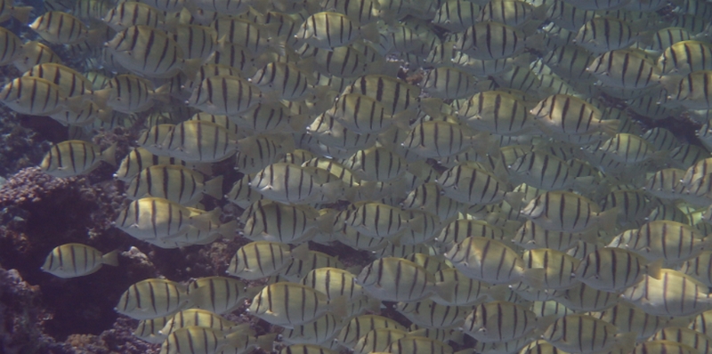 ���̌��N�E�C���C���Ɂb�J���V�E���^�u���b�g�I�y����݂邭�z
���T�C�g